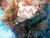 Dive image