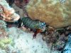 Dive image
