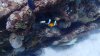 Dive image
