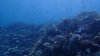 Dive image
