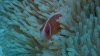 Dive image