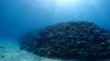 Dive image