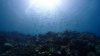Dive image