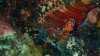 Dive image
