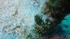 Dive image