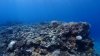 Dive image