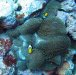 Dive image