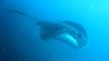 Dive image