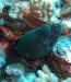 Dive image