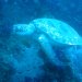 Dive image
