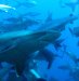 Dive image