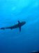 Dive image