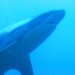 Dive image