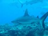 Dive image